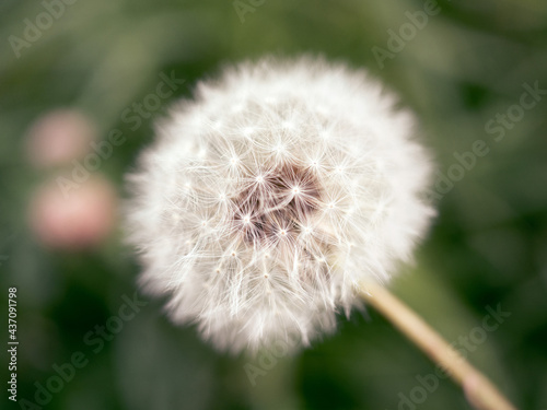 dandelion