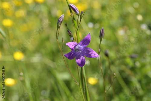 Fototapeta Naklejka Na Ścianę i Meble -  Purple field bells in the meadow in summer