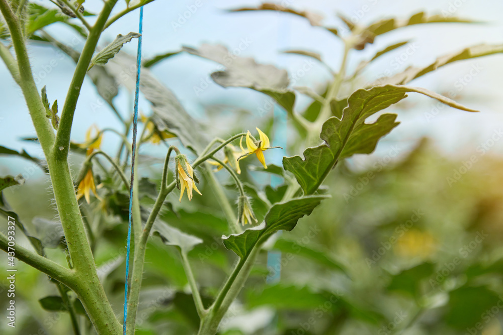 Obraz premium YYoung tomato plants grown in a greenhouse. Blooming tomatoes. Spring works. Copy space