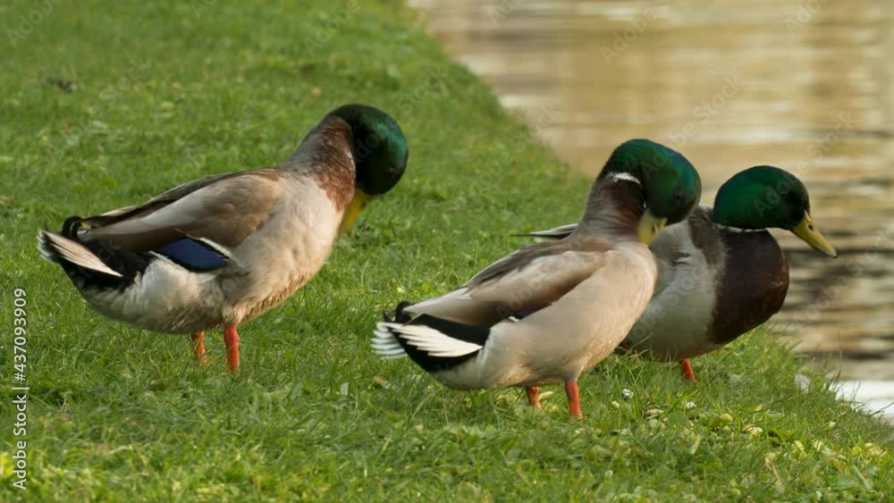 Three wild Mallard ducks preening and cleaning their feathers on a grass river bank by a river Three wild Mallard ducks preening and cleaning their feathers on a grass river bank by a river