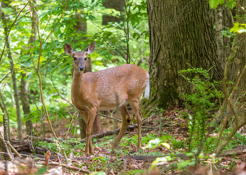 Fototapeta Naklejka Na Ścianę i Meble -  Female white-tailed deer in the forest