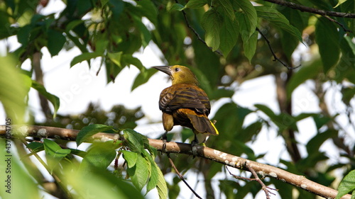 Russet-backed oropendola (Psarocolius angustifrons) perched in a tree near El Reventador, in Napo province, Ecuador photo