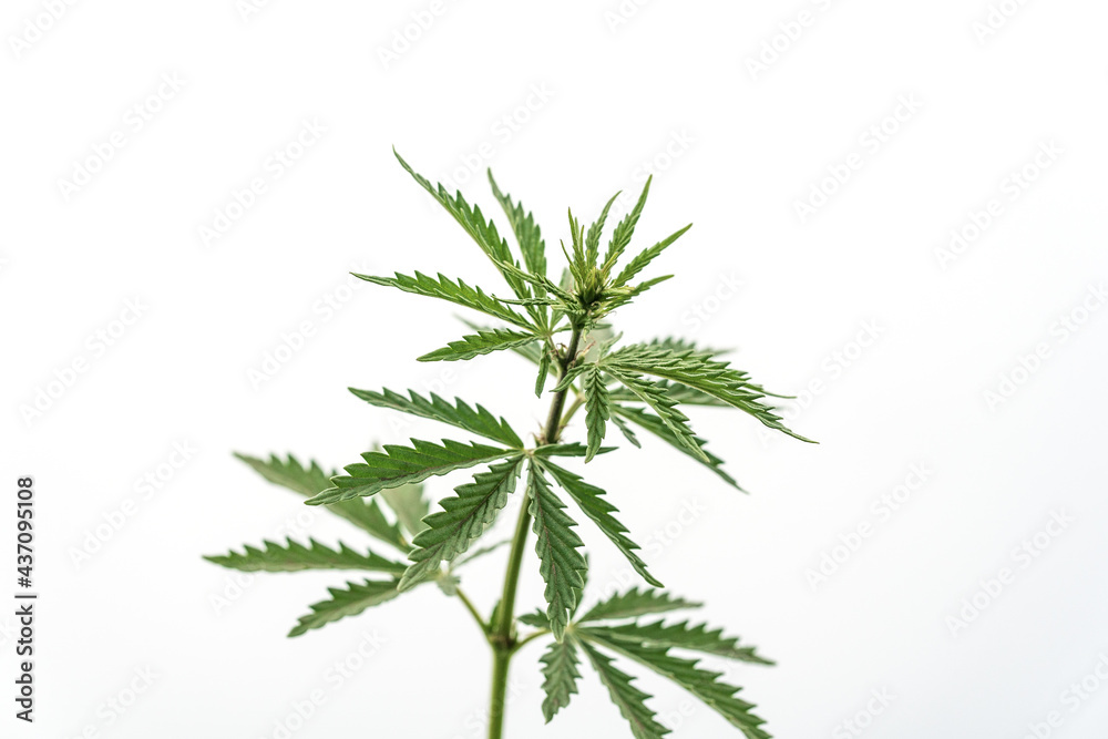 branch of a cannabis bush close-up, bush of young hemp branch of a cannabis bush close-up, bush of young hemp