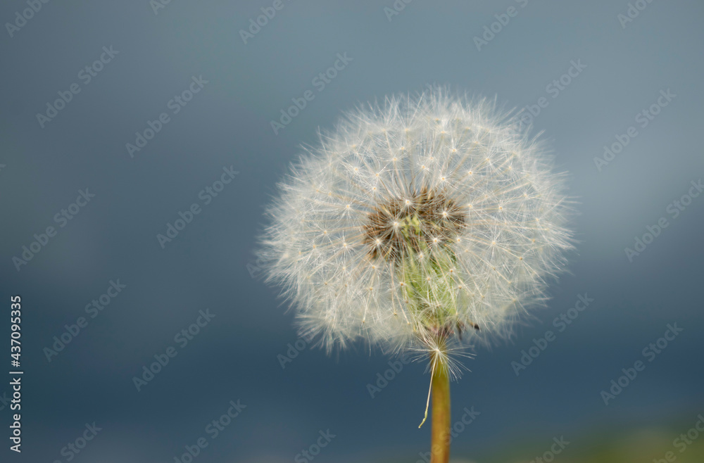 Dandelion on the Background of a Stormy Sky