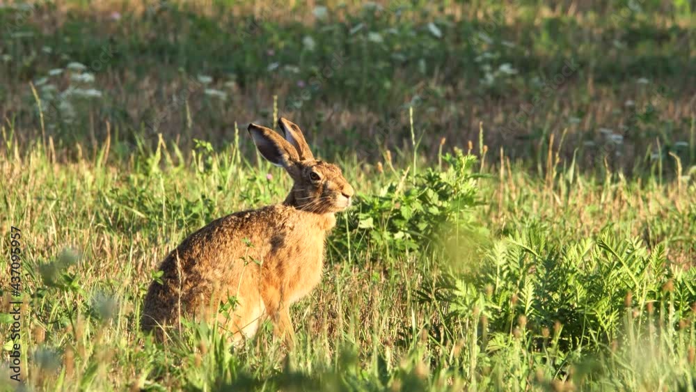 European Hare sitting in the grass (Lepus Europaeus) European Hare sitting in the grass (Lepus Europaeus)