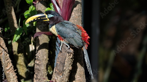 Chestnut-eared Aracari (Pteroglossus castanotis) perched in a tree near El Reventador, in Napo province, Ecuador photo