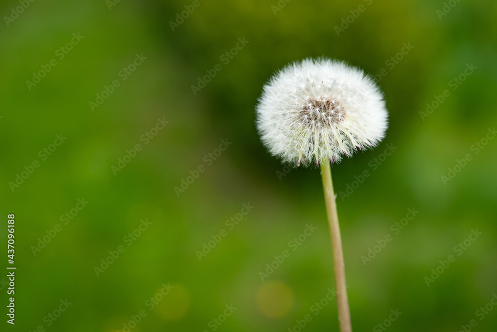 Air dandelion on a blurred background of green grass. White dandelion in the green. Electoral soft fokus.Tsvetenie wild flowers. Air dandelion on a blurred background of green grass. White dandelion in the green. Electoral soft fokus.Tsvetenie wild flowers.