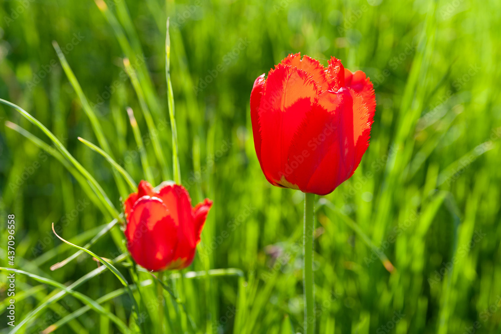 Red tulips. Two red tulip on a blurred background of green grass. Selective soft focus. Red tulips. Two red tulip on a blurred background of green grass. Selective soft focus.