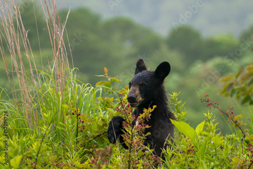 Black bear in a berry patch. © Andrea