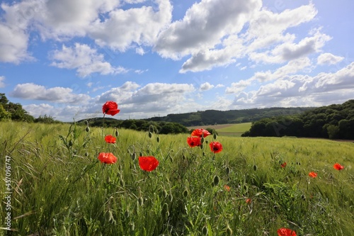 poppies in the field