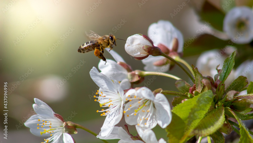 Bee in flight to cherry blossom on a sunny day. Bee in flight to cherry blossom on a sunny day.