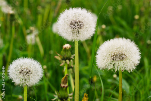 Fluffy dandelions in the grass. nature and flowers