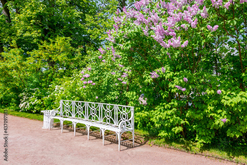 Blooming lilac and bench in Catherine park in spring, Tsarskoe Selo (Pushkin), Saint Petersburg, Russia