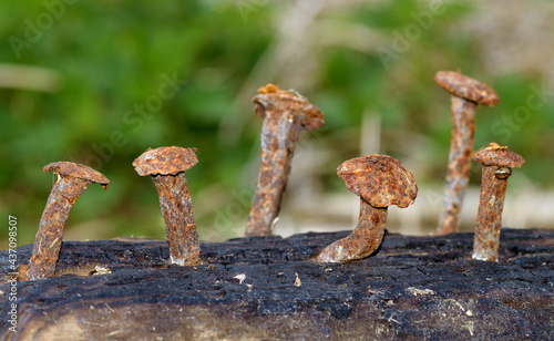 Rusty nails in a log.