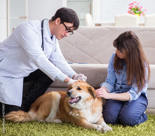 Wallpaper Mural Vet doctor visiting golden retriever dog at home Torontodigital.ca