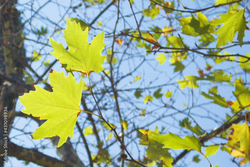 Fading yellow-green maple leaves on a branch. A bright sunny day. Against the background of green leaves, branches, tree trunks and the blue sky. The background is out of focus. Copy space. Fading yellow-green maple leaves on a branch. A bright sunny day. Against the background of green leaves, branches, tree trunks and the blue sky. The background is out of focus. Copy space.