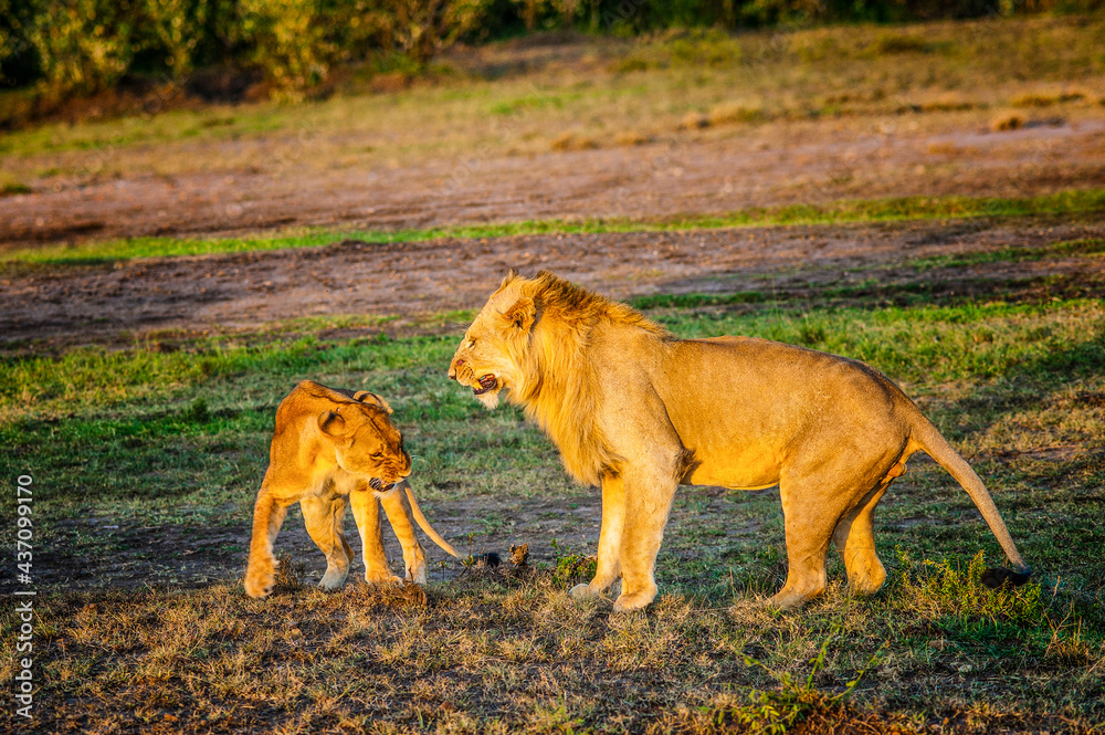 Lions Mating Stock Photo | Adobe Stock Lions Mating Stock Photo | Adobe Stock