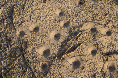 Fényképezés Funnels in the sand, dwellings of the ant lion.
