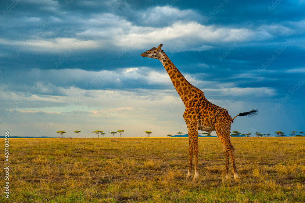 Fototapeta premium Giraffe 