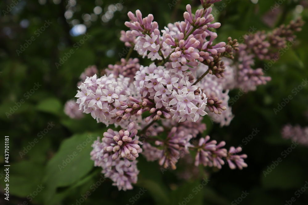 lilac flowers close-up, floral background lilac flowers close-up, floral background