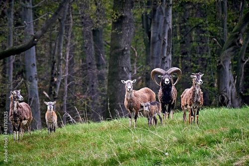 Europäische Mufflons ( Ovis gmelini musimon ) photo