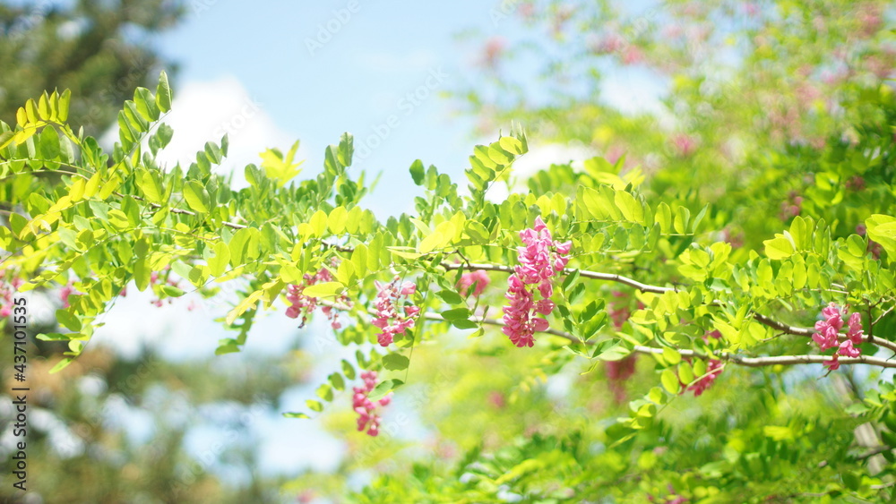 Landscape with flowers,gras and trees in focus with blurred background.