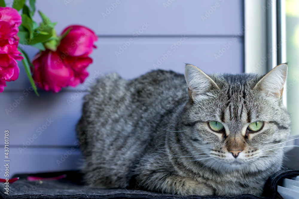Beautiful tabby cat with green eyes with a bouquet of peonies. Cozy morning at home. Fluffy pet, flowers - the cause of allergies in humans. Allergens at home. Beautiful tabby cat with green eyes with a bouquet of peonies. Cozy morning at home. Fluffy pet, flowers - the cause of allergies in humans. Allergens at home.