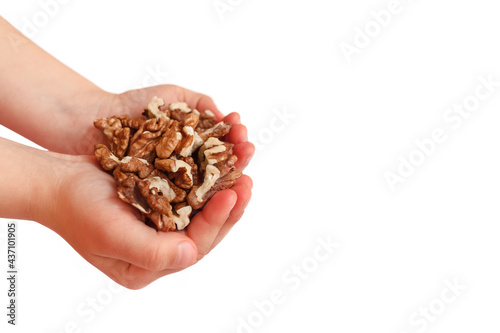 Children's hands with walnuts on a white background. Nuts in children's palms