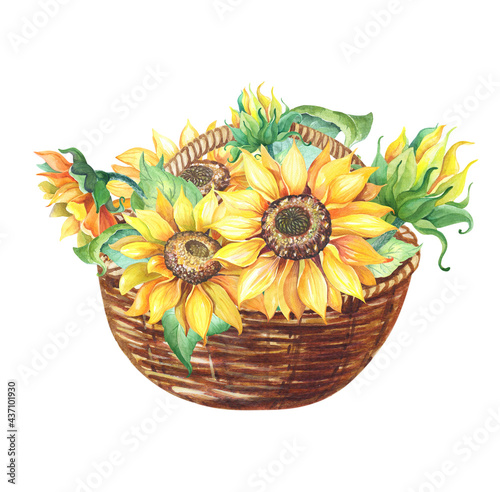 Watercolor Sunflower with with green leaves in wicker basket. Helianthus on white background. Watercolour yellow flower.