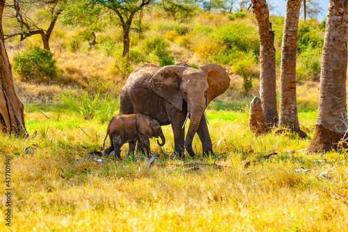 Photography Elephant Mom