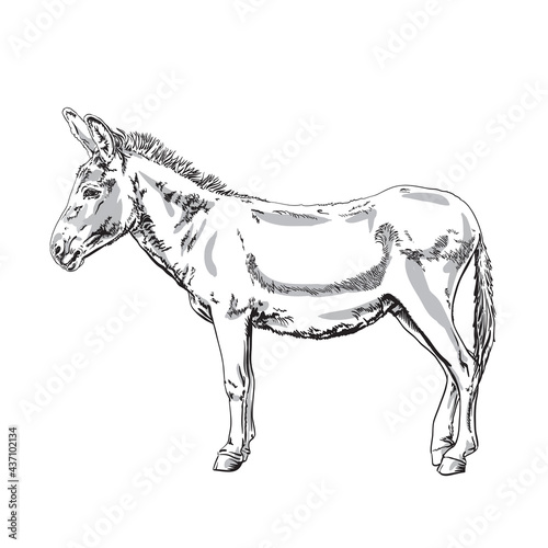 Donkey vector illustration of hand drawn neddy, isolated on transparent background. photo