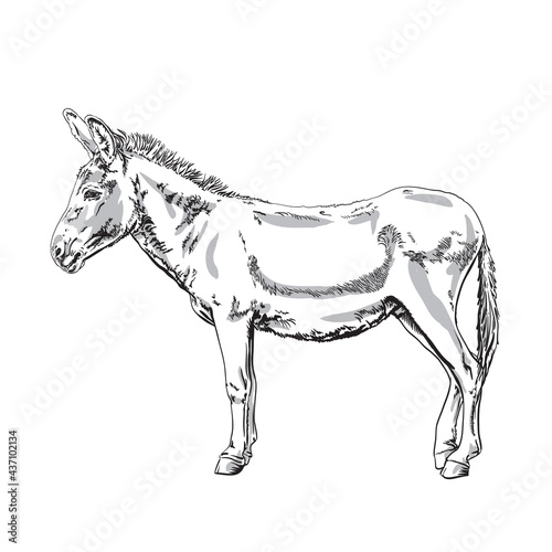 Εκτύπωση καμβά Donkey vector illustration of hand drawn neddy, isolated on transparent background