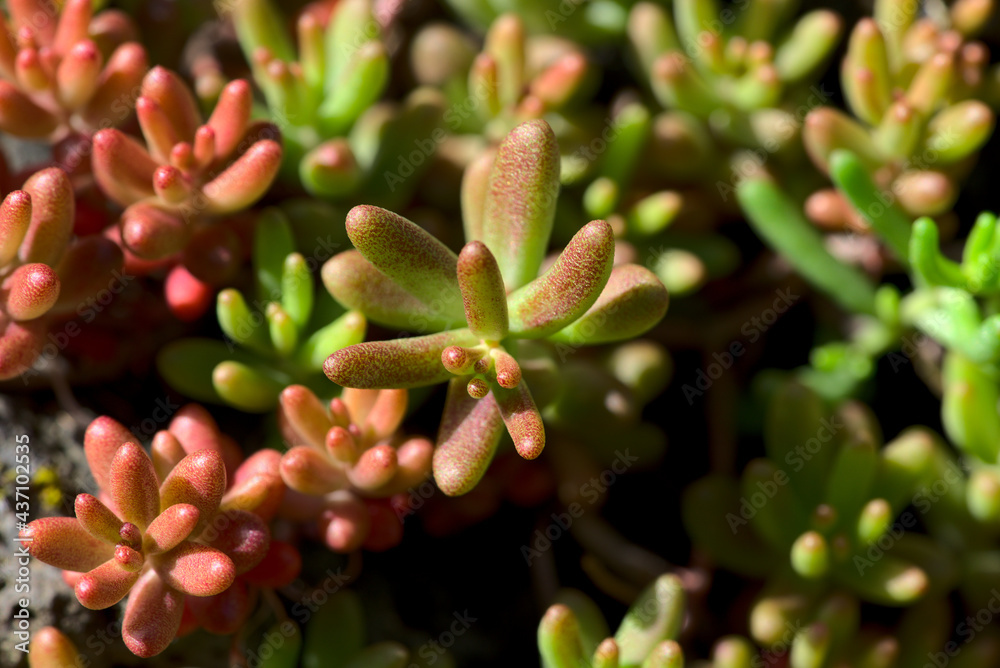 shoots of Sedum album 'Coral Carpet', also known as White Stonecrop, in close-up shoots of Sedum album 'Coral Carpet', also known as White Stonecrop, in close-up