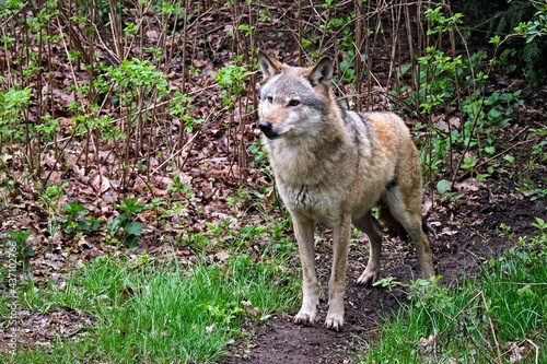Europ  ischer Wolf   Canis lupus  .