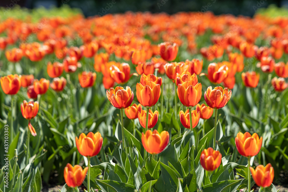 Group of Orange tulips with stamens and pestle is on a blurred green background Group of Orange tulips with stamens and pestle is on a blurred green background