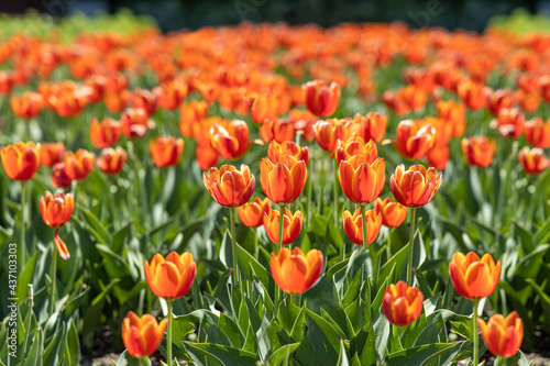 Group of Orange tulips with stamens and pestle is on a blurred green background