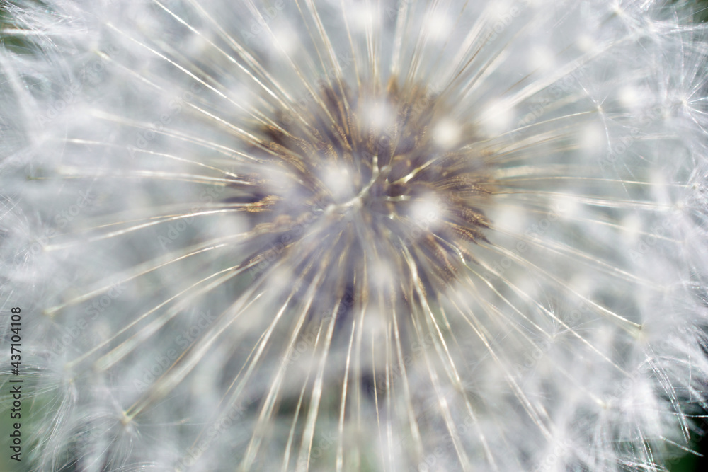 Aerial dandelion with seeds in the afternoon close-up Aerial dandelion with seeds in the afternoon close-up