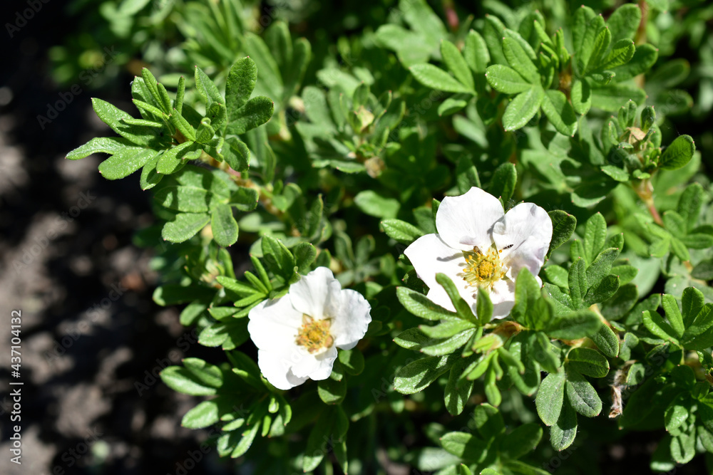 White flowers Lapchatka (Lat. Potentilla) — one of the largest in the number of species of a genus of plants from the family Rosaceae (Rosaceae). White flowers Lapchatka (Lat. Potentilla) — one of the largest in the number of species of a genus of plants from the family Rosaceae (Rosaceae).