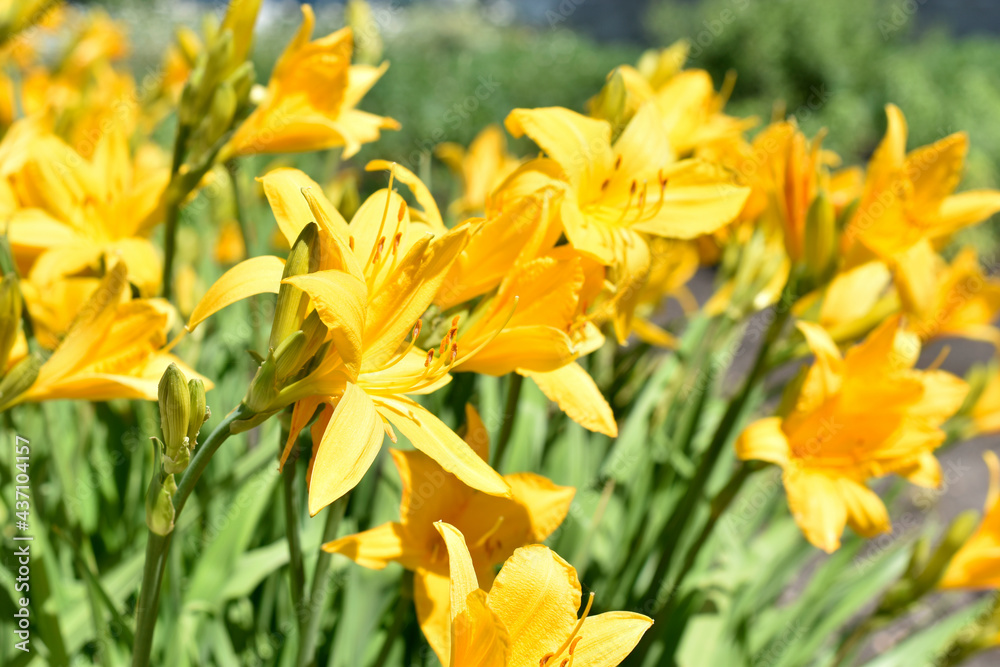 Yellow daylily flowers blurred by bokeh lens Yellow daylily flowers blurred by bokeh lens
