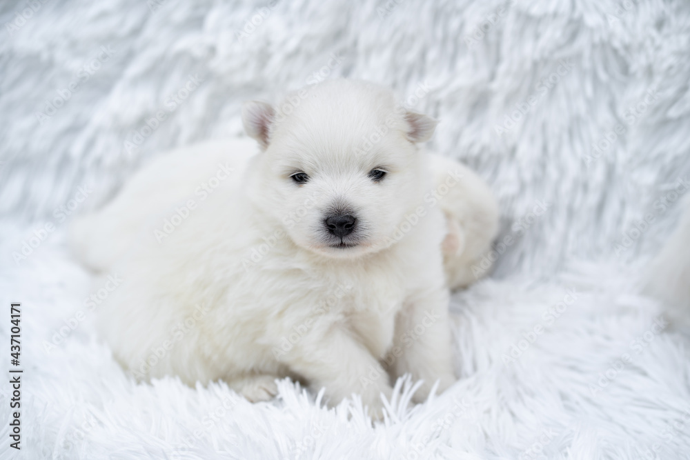 puppy. cute Japanese spitz on white coverlet