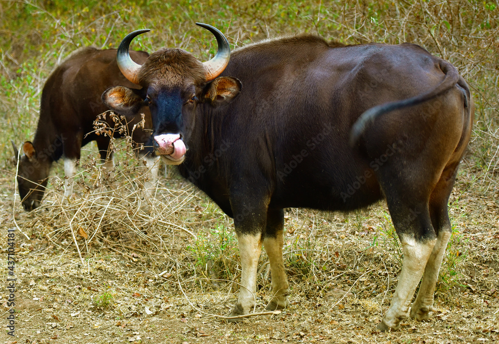 Gaurs (Indian bison, Bos gaurus). Mother and calf grazing in their natural habitat Gaurs (Indian bison, Bos gaurus). Mother and calf grazing in their natural habitat