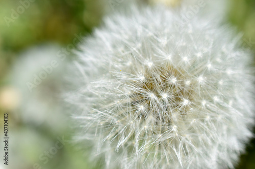 Aerial dandelion with seeds in the afternoon close-up