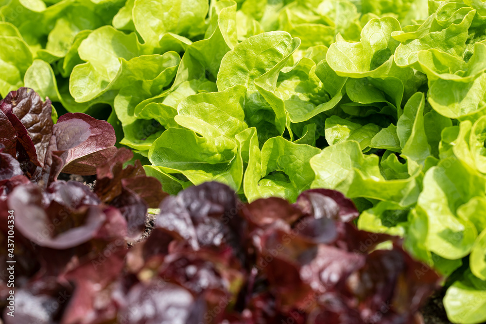 Salat Salat