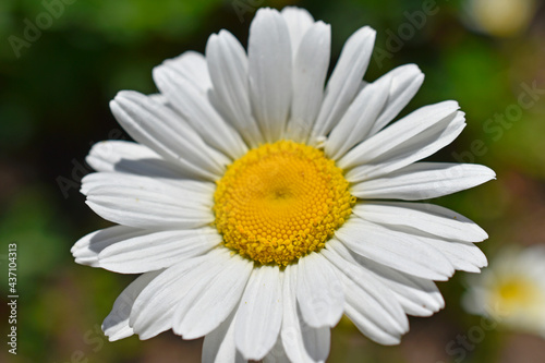 White daisy shot close up in the afternoon