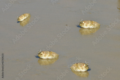 Dead Puffer fish (Tetraodontidae) on the beach. World water day.