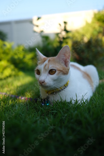 Focus on a white-orange cat is sitting down on the grass floor