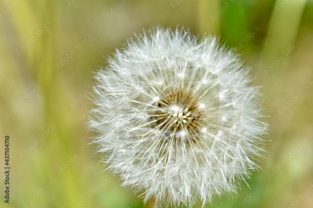 Aerial dandelion with seeds in the afternoon close-up Aerial dandelion with seeds in the afternoon close-up