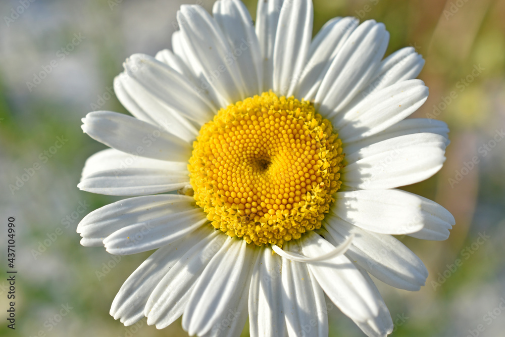 White daisy shot close up in the afternoon White daisy shot close up in the afternoon
