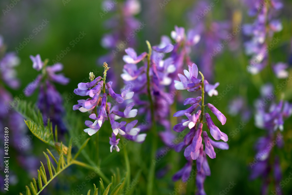 Obraz premium The plant aquilegia (Latin Aquilegia), or catchment, or orlik, belongs to the genus of herbaceous perennials of the family Buttercup.