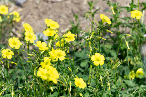 glover plant in close up view photo